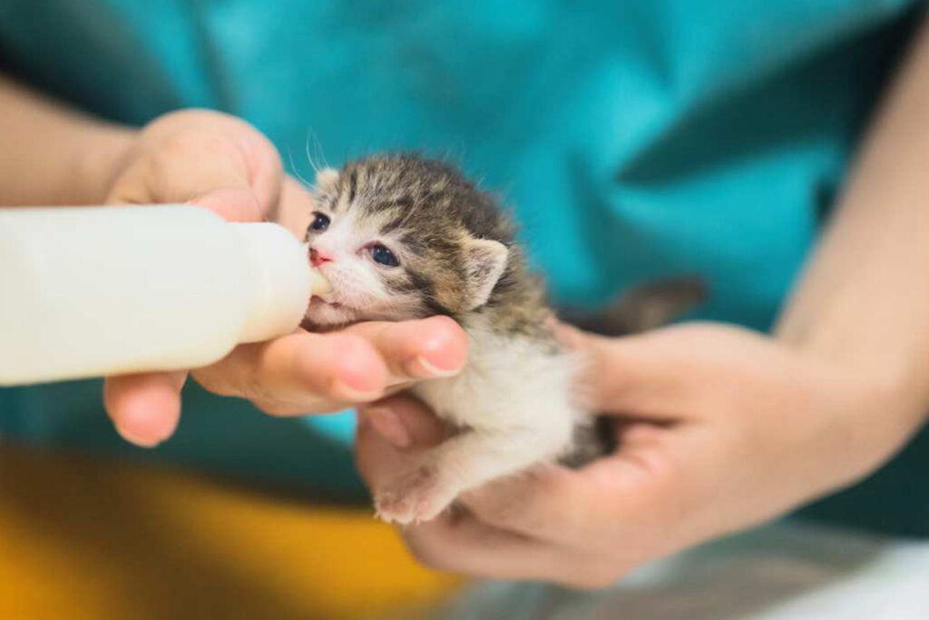 gattino che ha perso la mamma