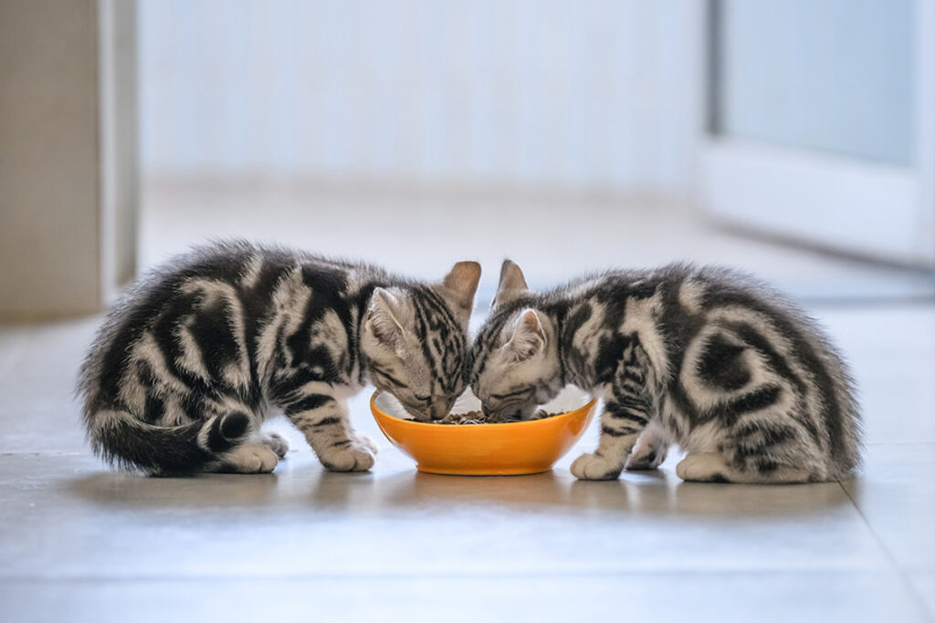 gattini fratelli che mangiano cibo solido