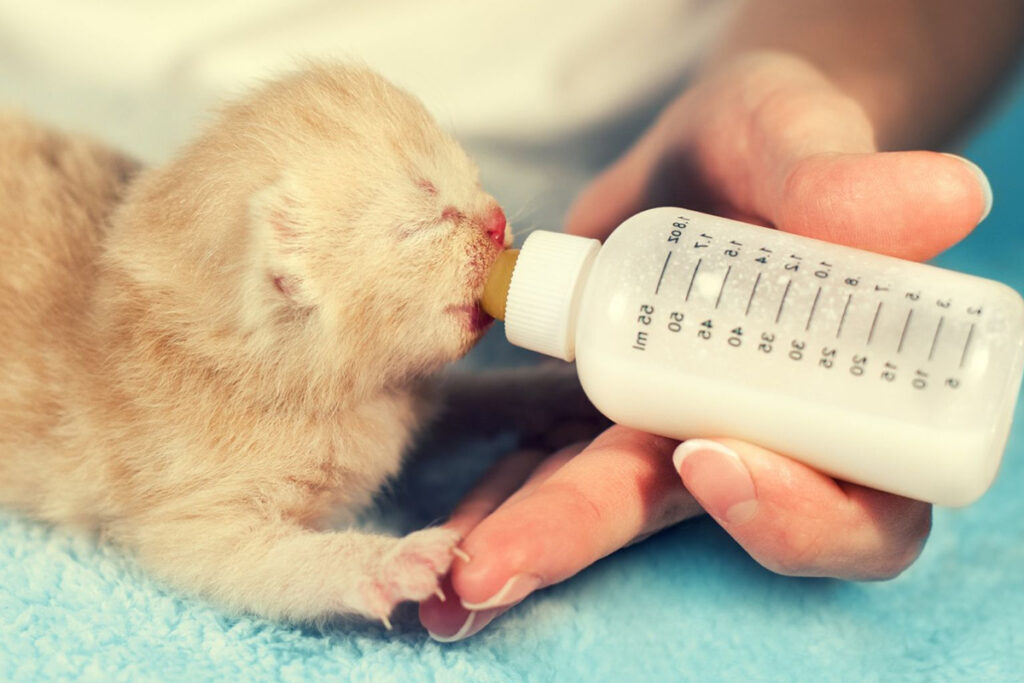 gattino beve latte dal biberon