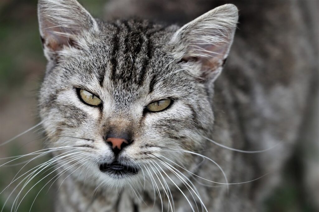 gatto che miagola