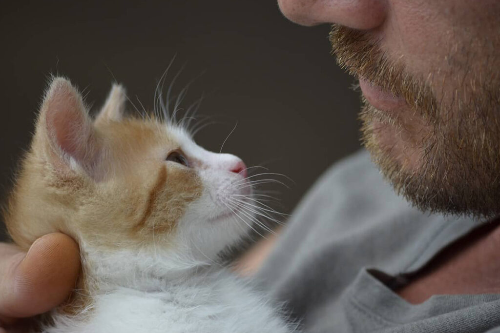 gattino che si fida dell'uomo