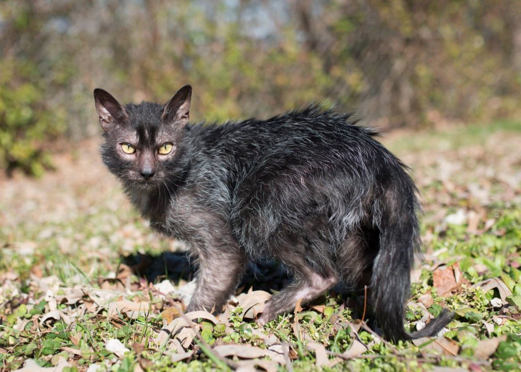 gatto lykoi 