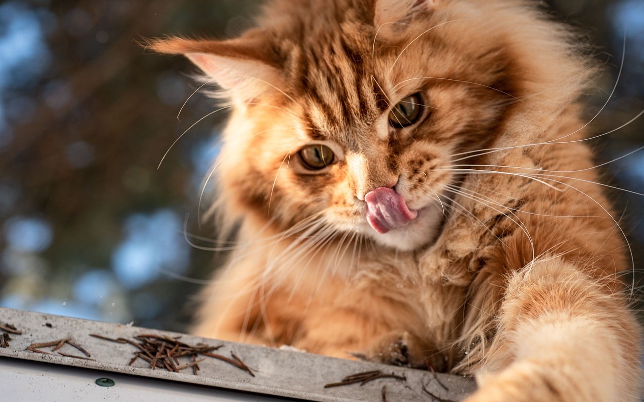 gatto con la lingua di fuori