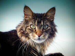 Maine Coon, carattere e temperamento: cosa sapere e consigli utili