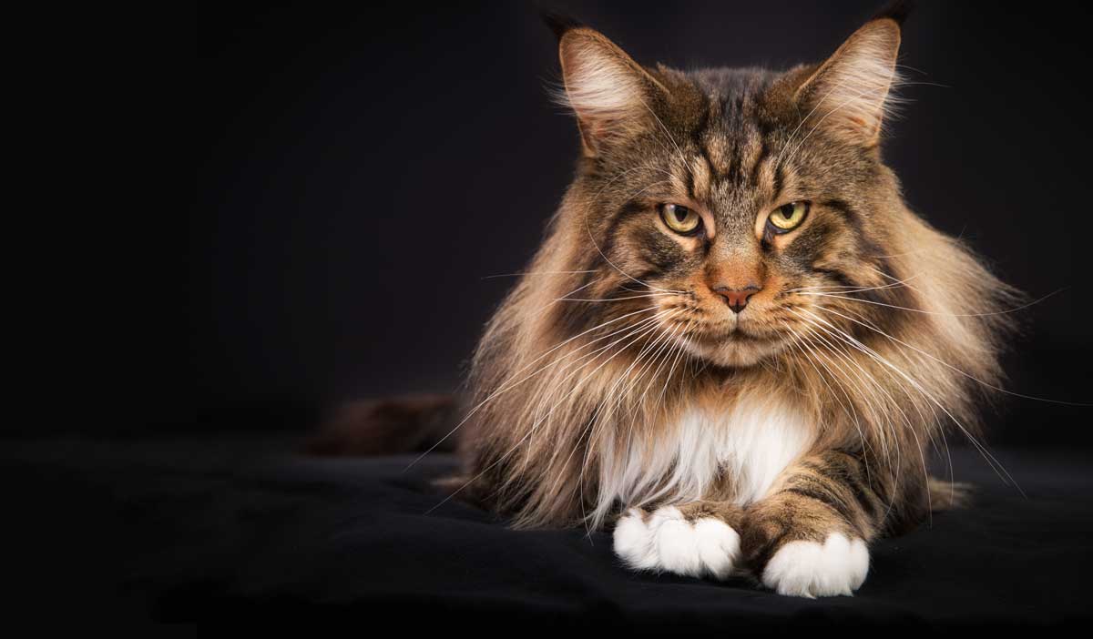 razza-maine-coon-cresciuto