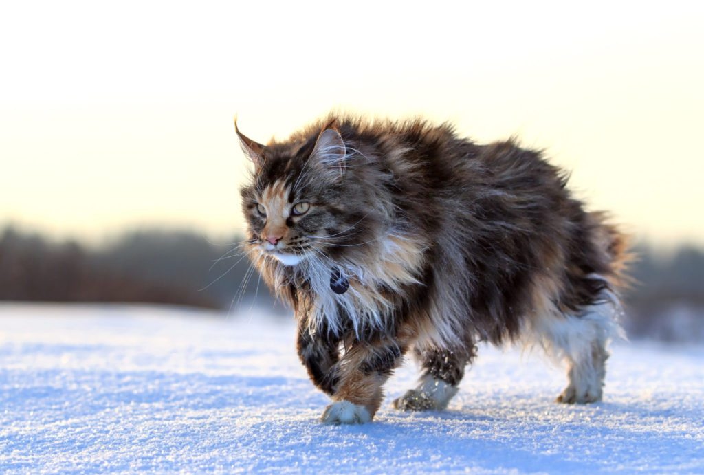 maine-coon-inverni-freddi