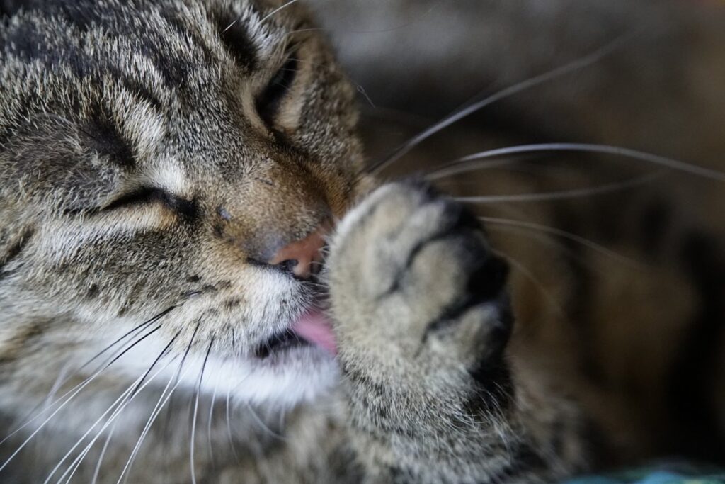 gatto tigrato che si pulisce