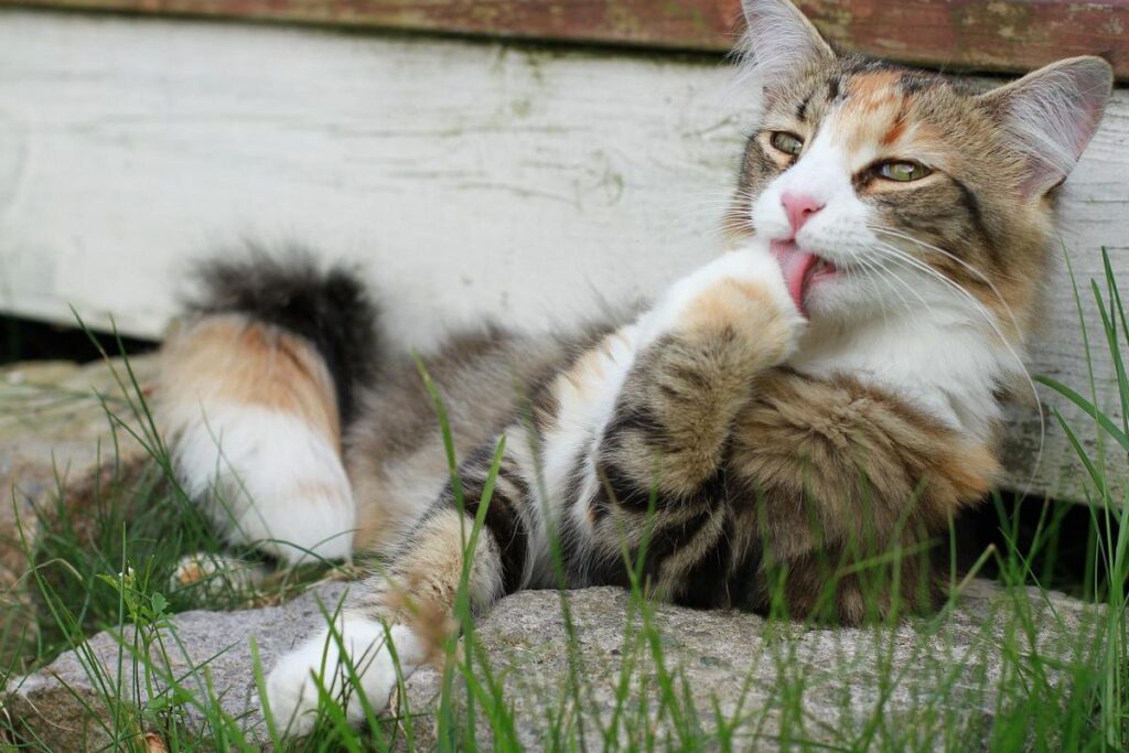 gatto in giardino