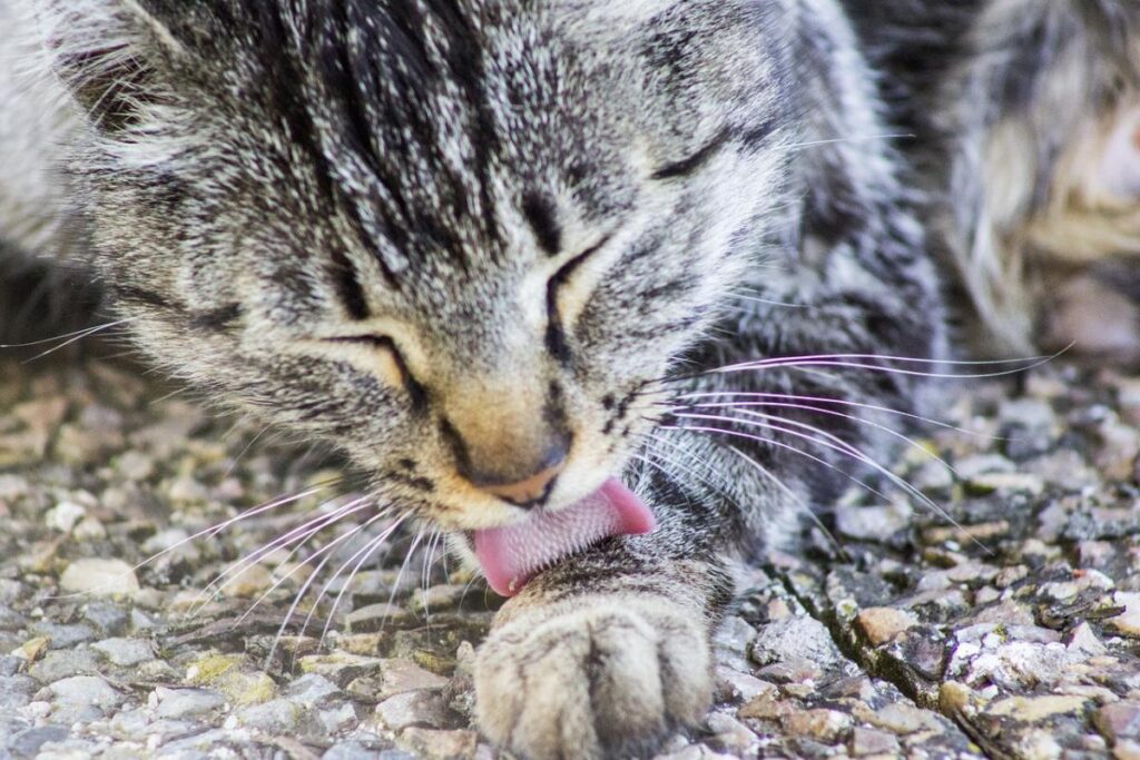 gatto che lecca una zampa