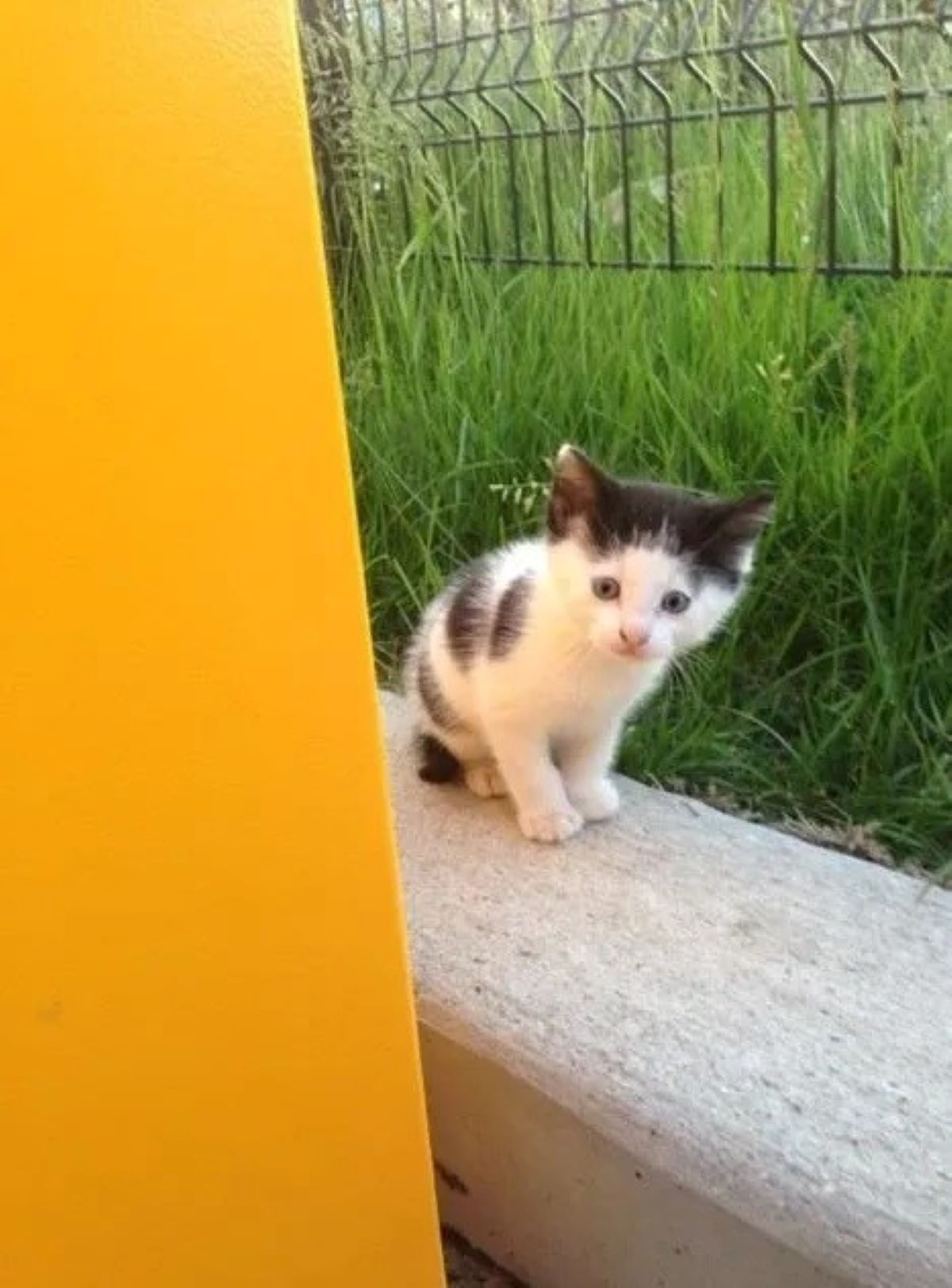 gattino-curioso