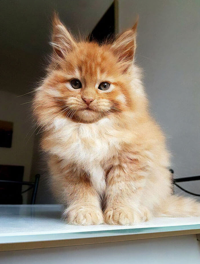 cucciolo-maine-coon-ancora-non-cresce