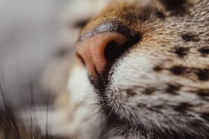 Come funziona il naso dei gatti?