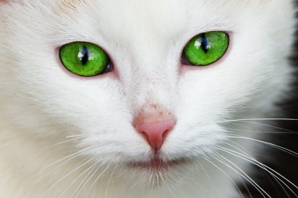 gattino con le lentiggini sul naso