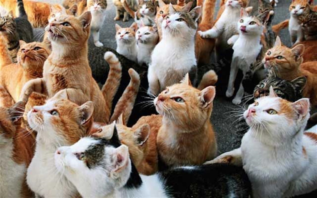 grosso gruppo di gatti