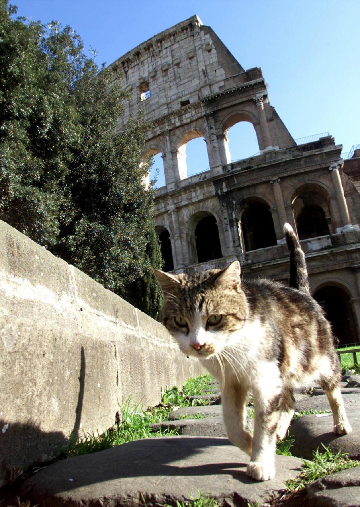 gatto colosseo 2