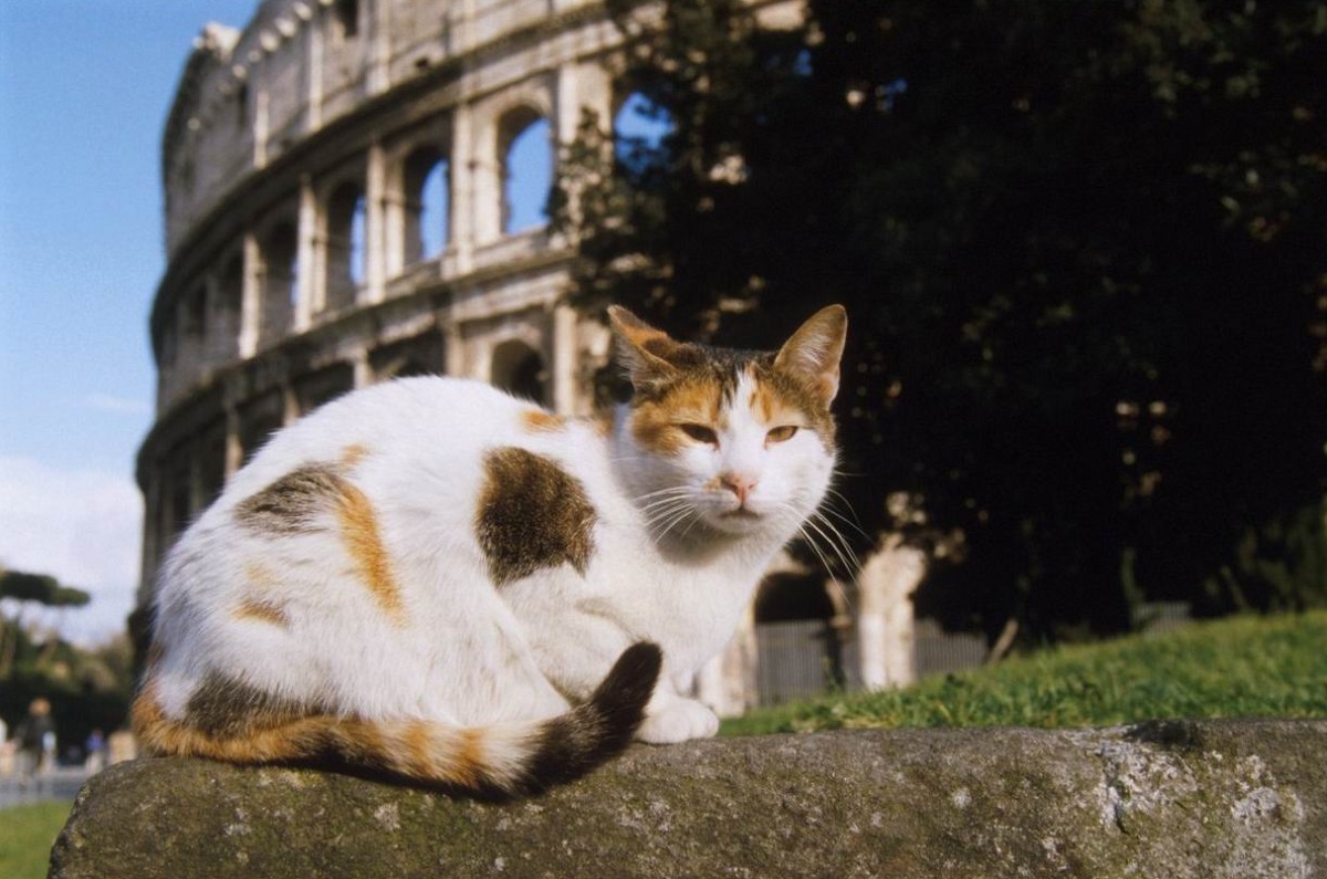 “Non c’è trippa per gatti”: perché si dice?