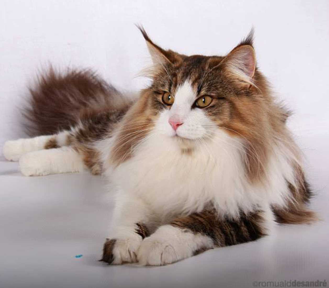 maine-coon-cucciolo-di tigre