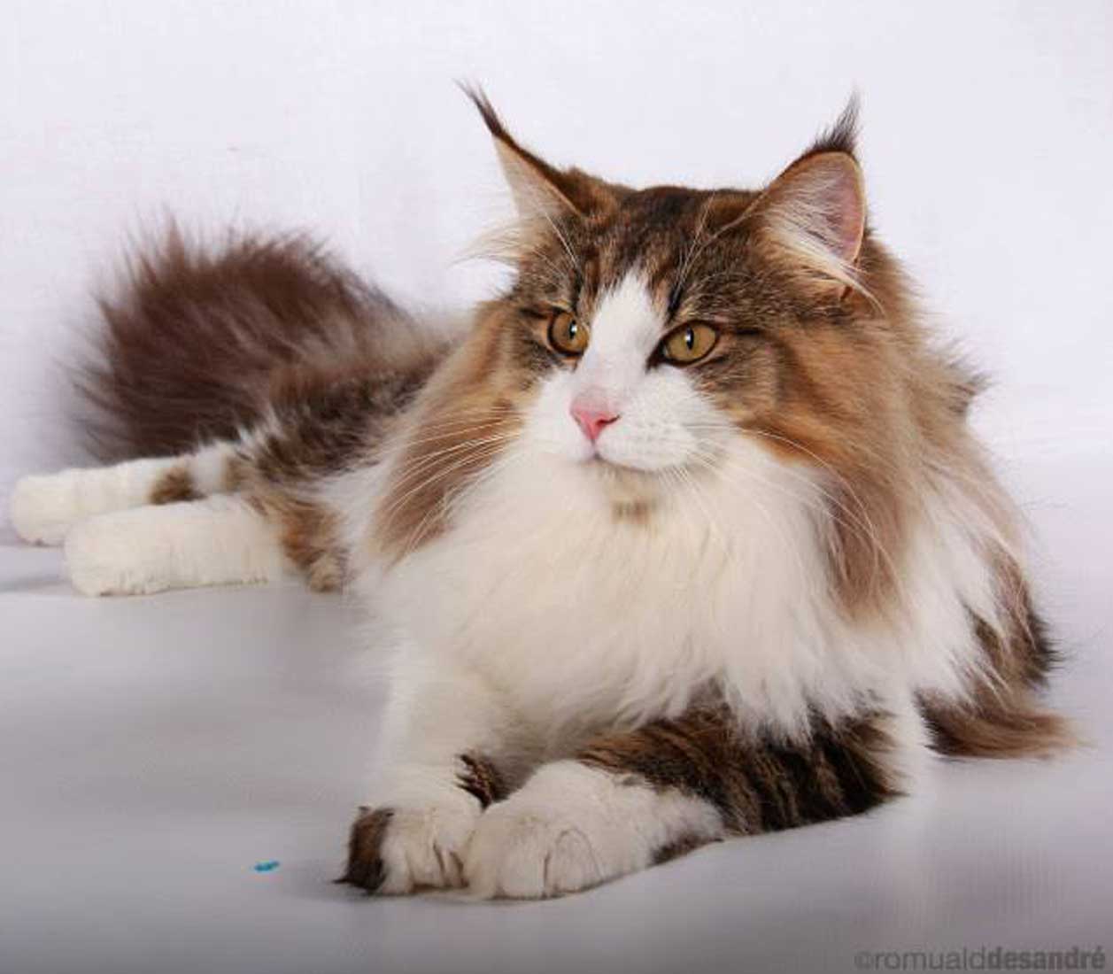 Crescita del Maine Coon: come valutare se va bene