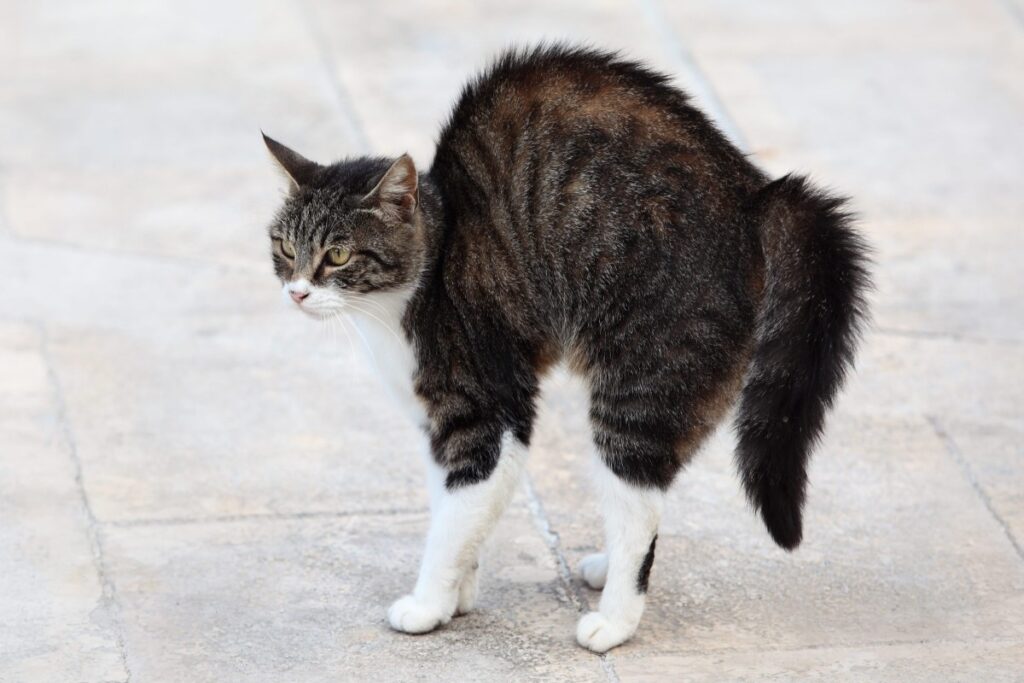 gatto inarca la schiena