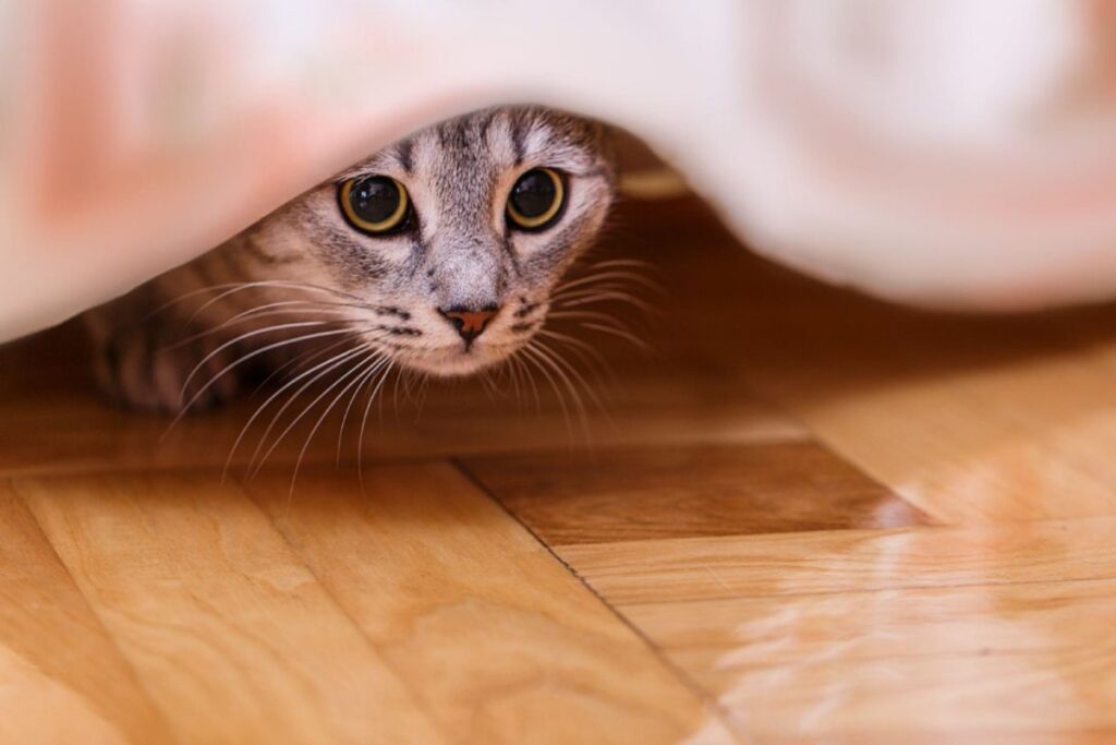 gatto sotto al letto