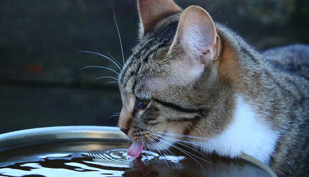 gatto beve da fontanella