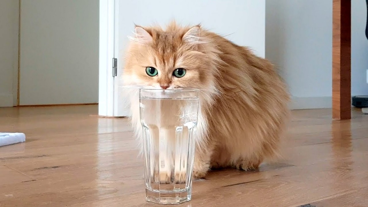 gatto beve da bicchiere