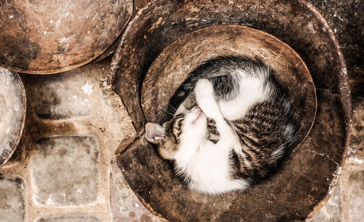 gatto dorme in vaso