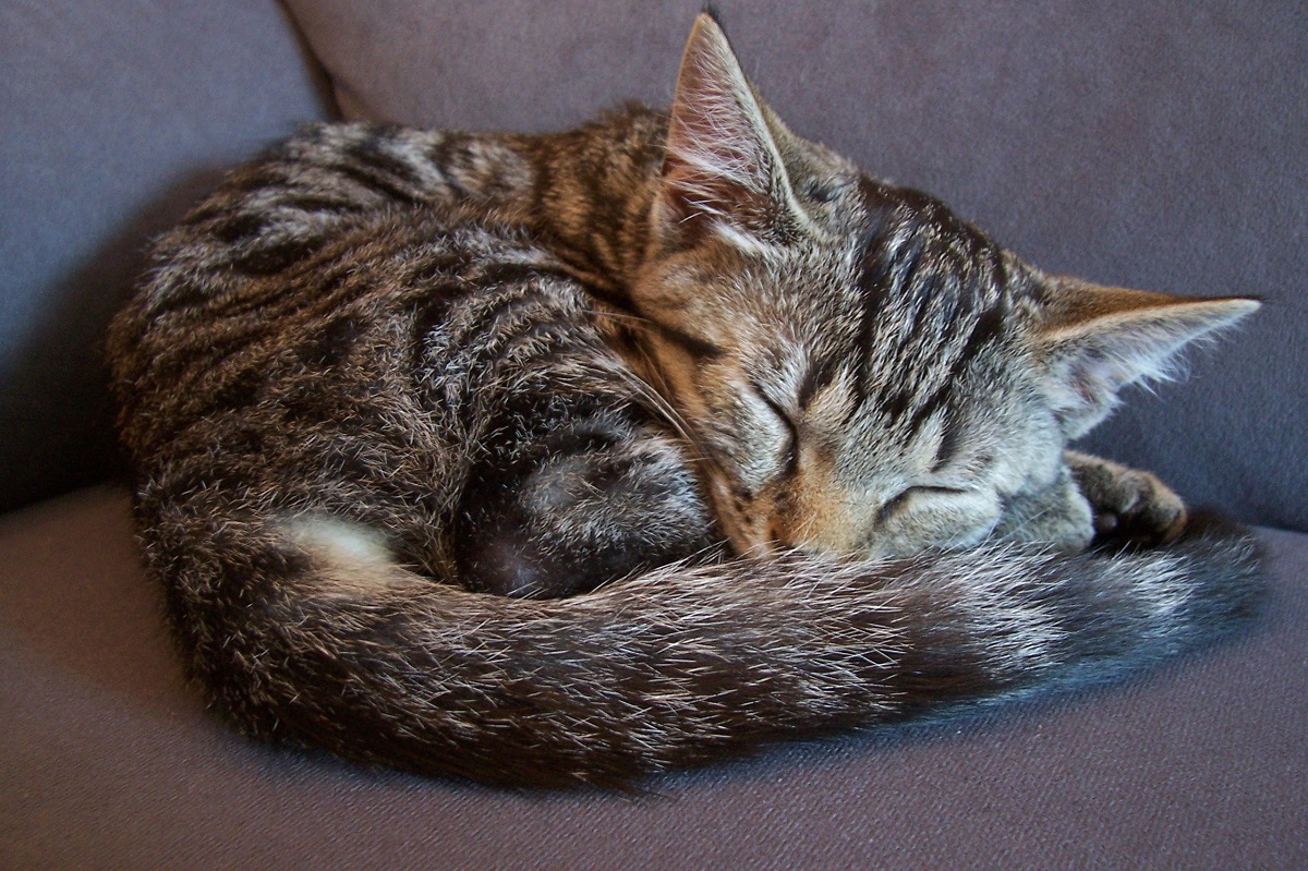 gatto raggomitolato