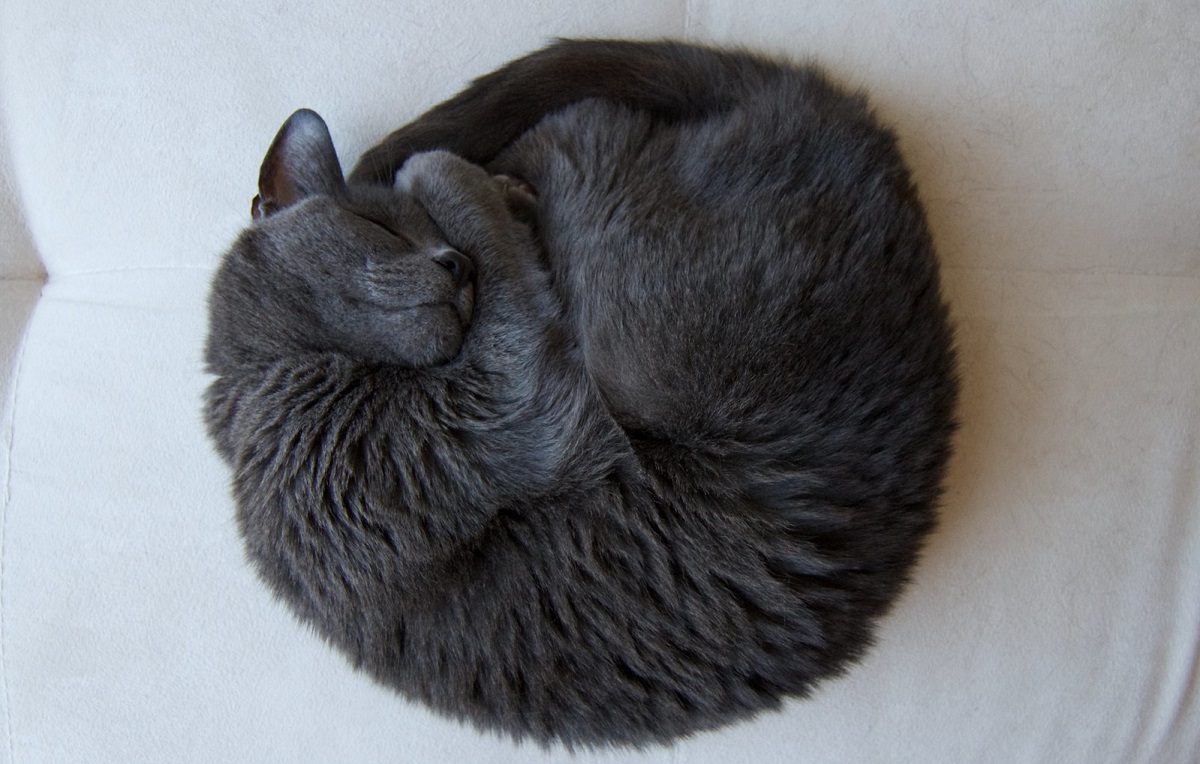 Perché i gatti dormono arrotolati?