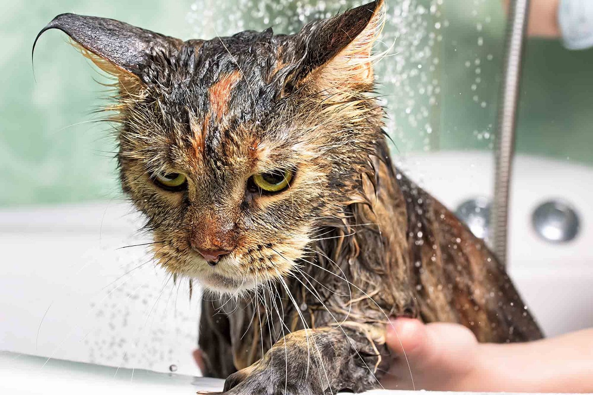 gatto fa bagnetto