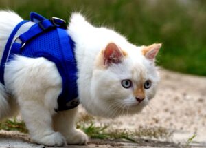 Pettorina per gatto: i modelli migliori, come usarla e come mettergliela