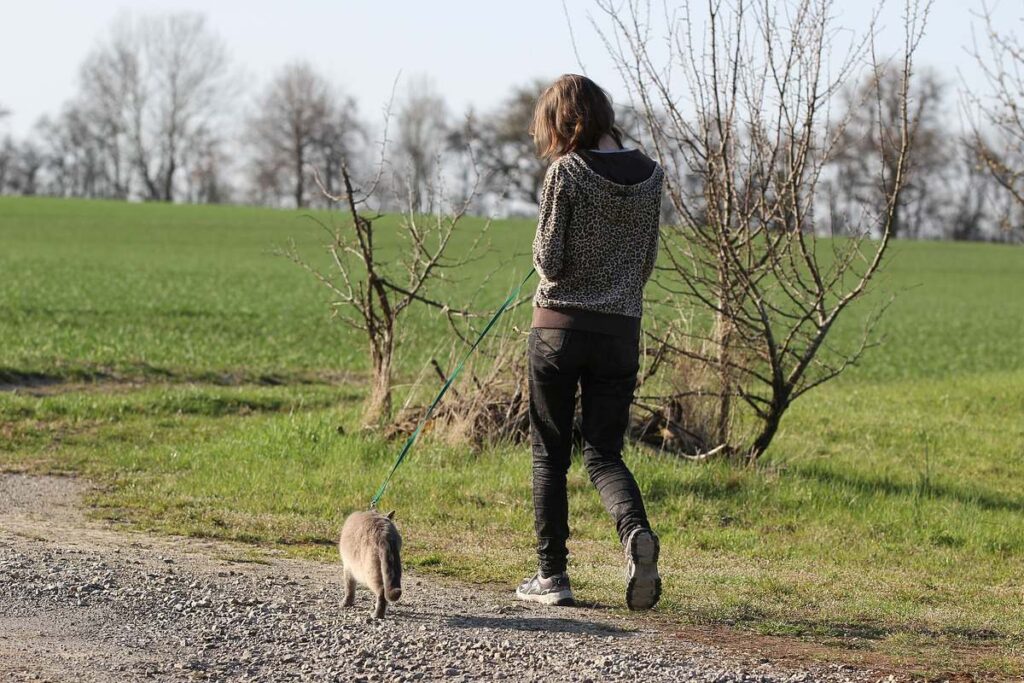 gatto che fa una passeggiata