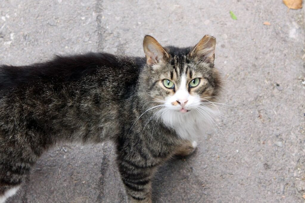 gatto in strada