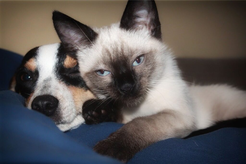 gatto e cane