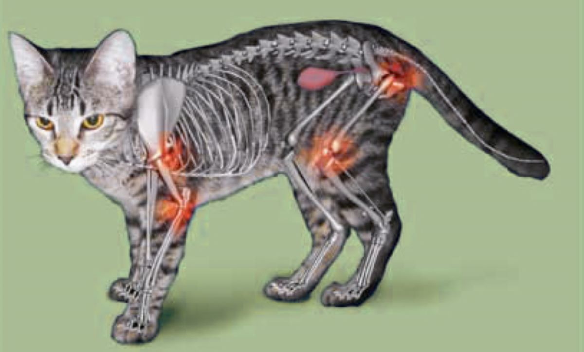 gatto-e-artrosi