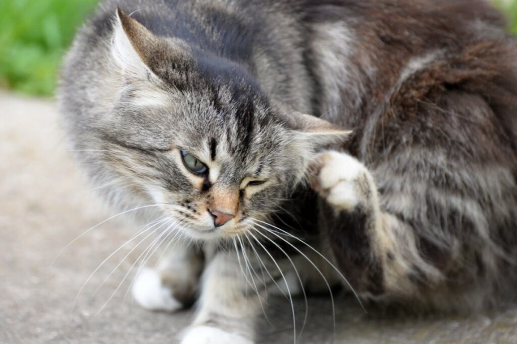 gatto che si gratta