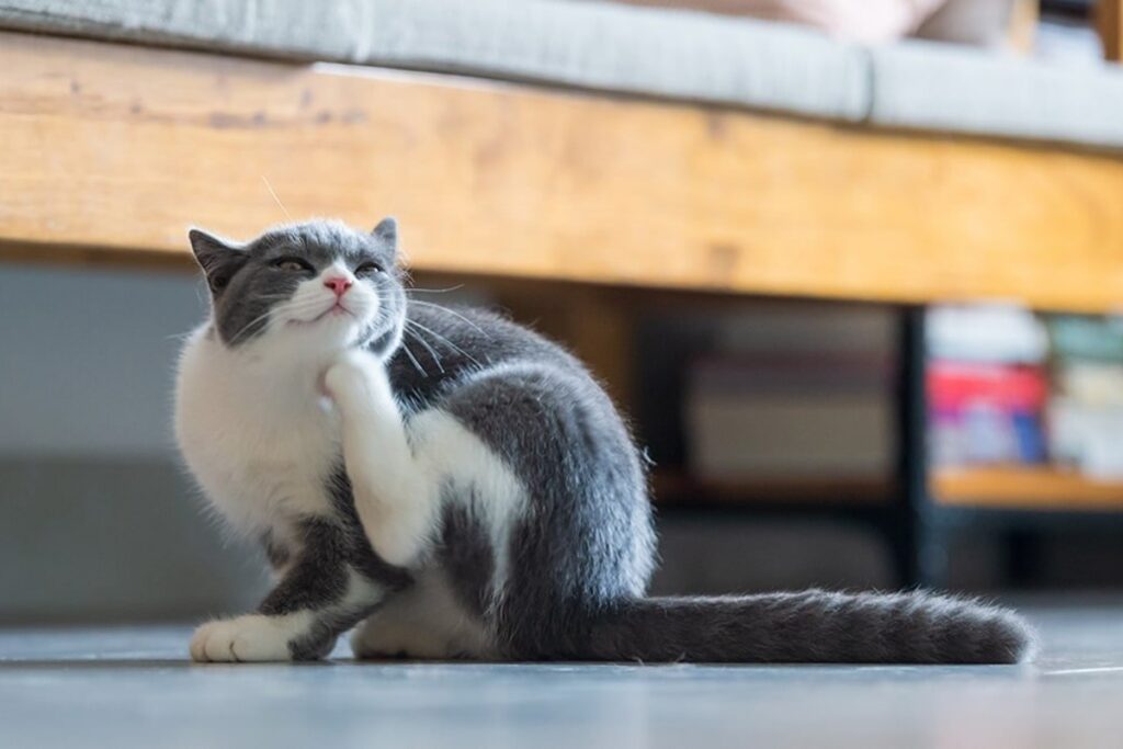 gatto che si gratta l'orecchio