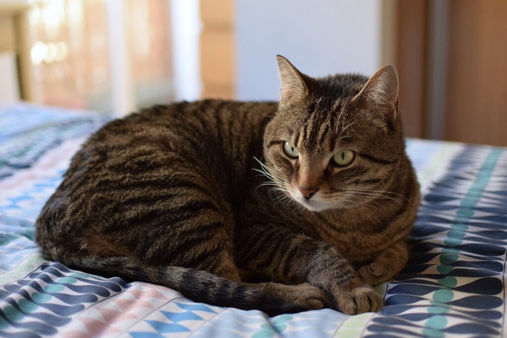 gatto sul letto