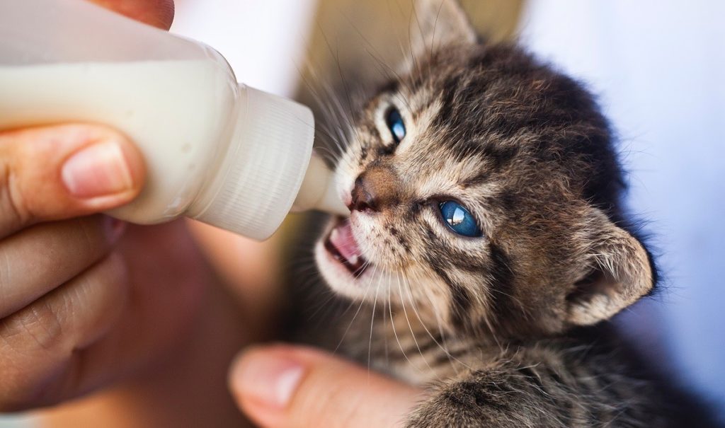 gattino che beve latte