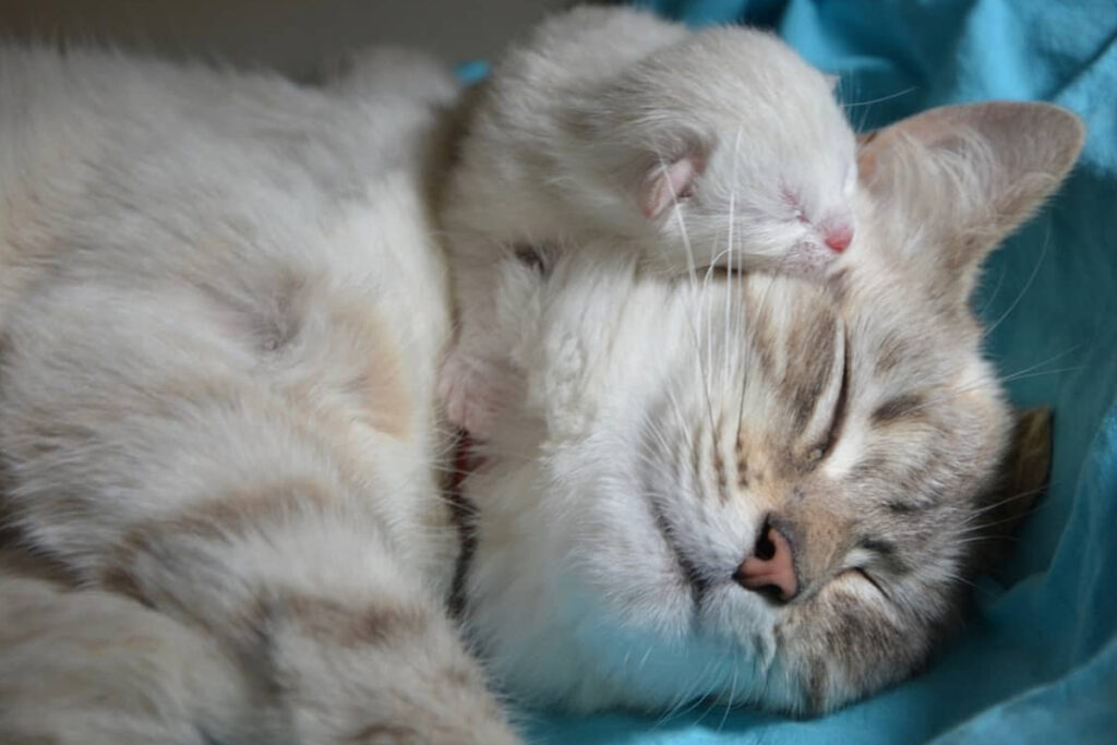mamma gatta e figlio che dormono