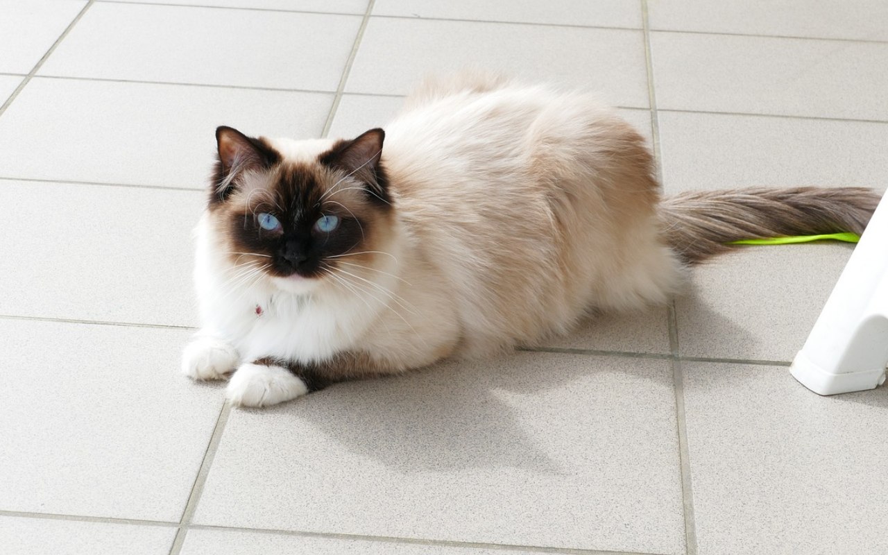 gatto accovacciato sul pavimento
