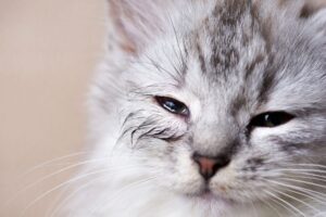 Rinotracheite felina: sintomi, cause, come riconoscerla e come curarla