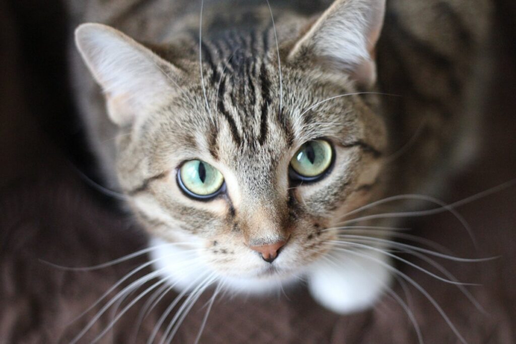 gatto con gli occhi verdi