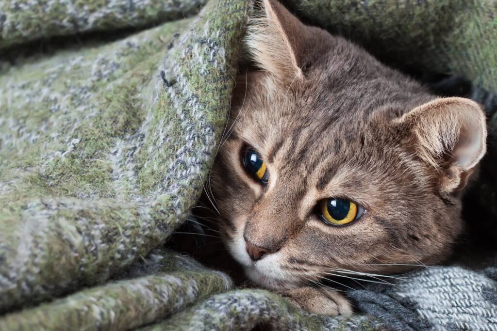 gatto nella coperta