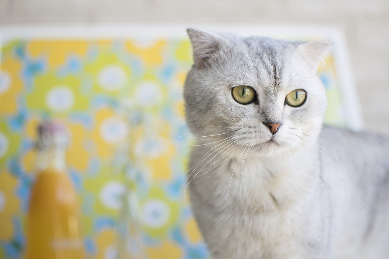 gatto Scottish Fold