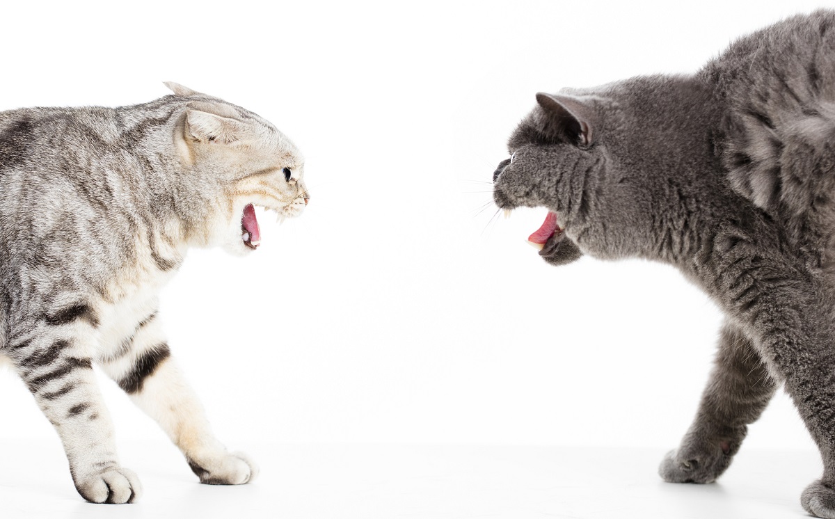 Sterilizzazione del gatto maschio: quando e perché?