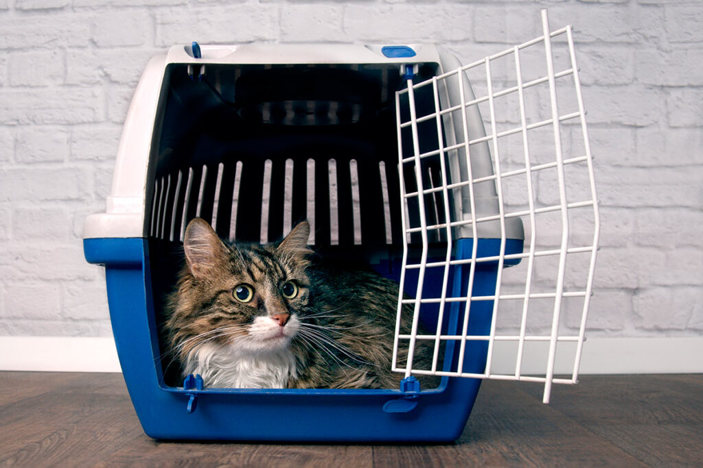 gatto accucciato nel trasportino