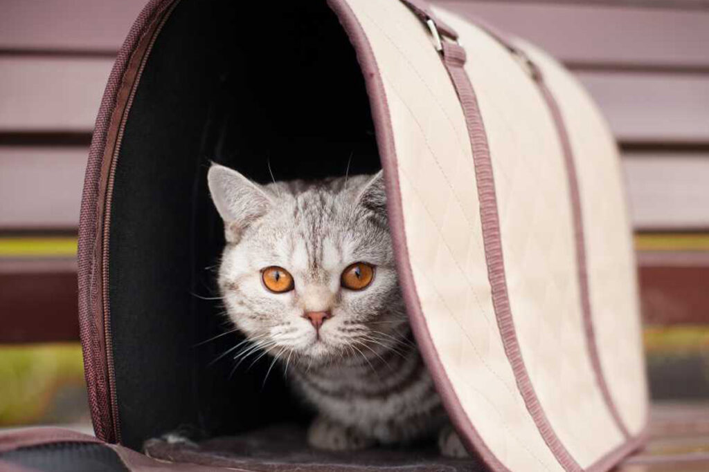 gatto in trasportino morbido