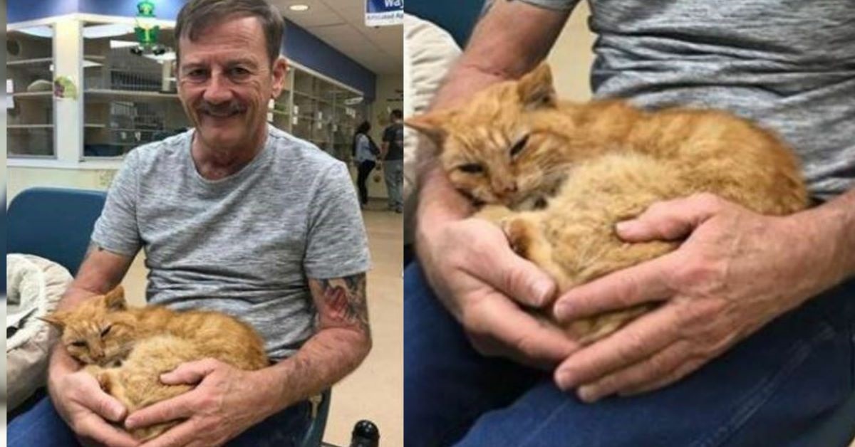 Un gatto ritrova il suo amico umano dopo 14 anni