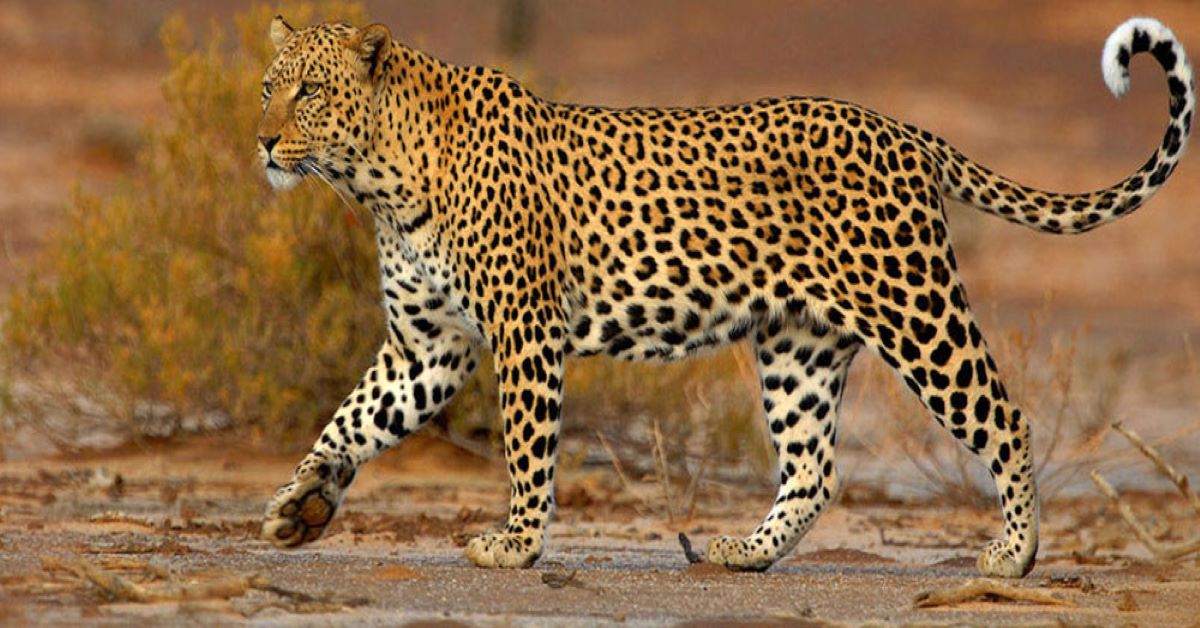 Un gatto predatore: il leopardo